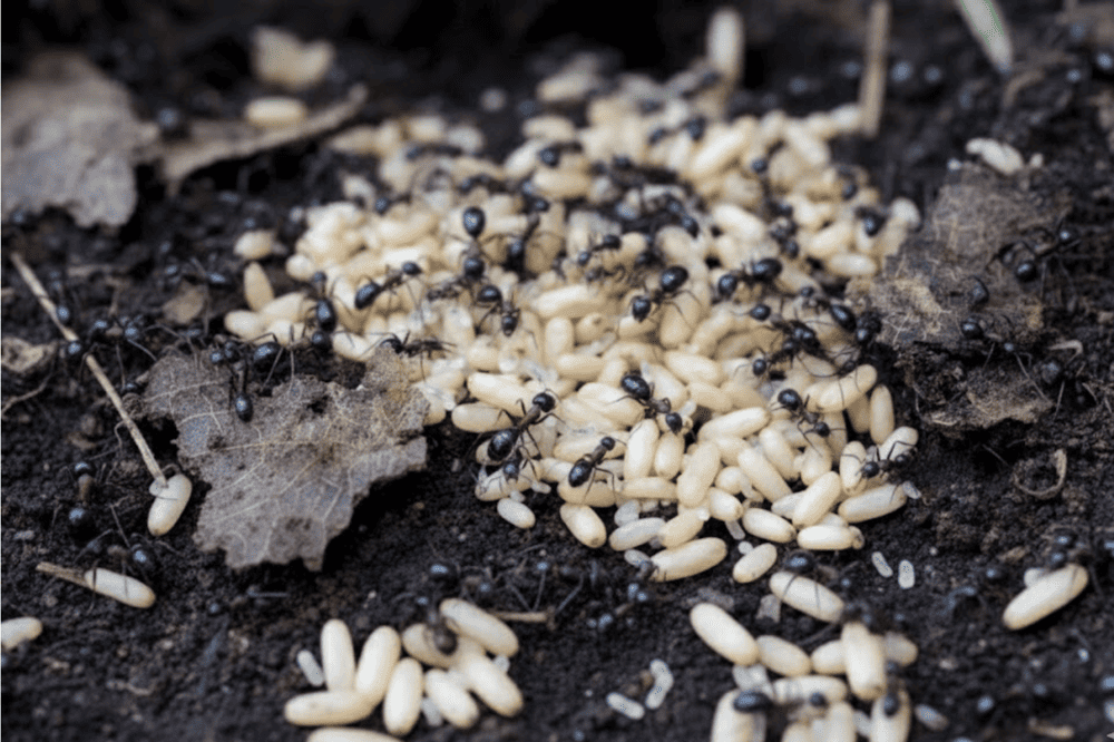 Trứng kiến n&acirc;u &ndash; nguy&ecirc;n liệu ch&iacute;nh trong m&oacute;n x&ocirc;i trứng kiến cực kỳ kh&oacute; kiếm